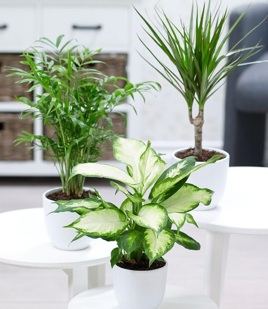 BALDUR Garten 3er Mix Luftreinigende Zimmerpflanzen 'Classic', Pflanzen im 12 cm-Topf, je 1x Bergpalme, Dieffenbachie, Dracena, luftreinigende Grü...