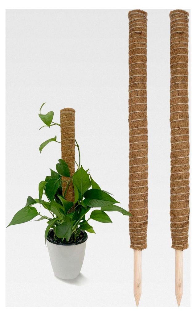 Kokos-Rankstab 80 cm Natur - 2 Stück - Pflanzstab für Zimmerpflanzen