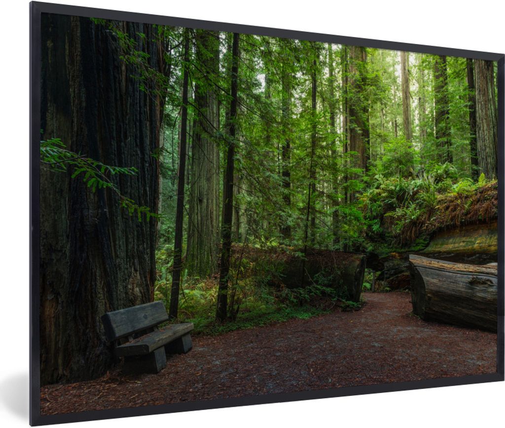 MuchoWow Gerahmtes Poster Eine Gruppe von Redwood-Bäumen 30x20 cm - Poster mit Schwarzem Bilderrahmen Wandposter Rahmen Foto Bilder - Kunstdruck...