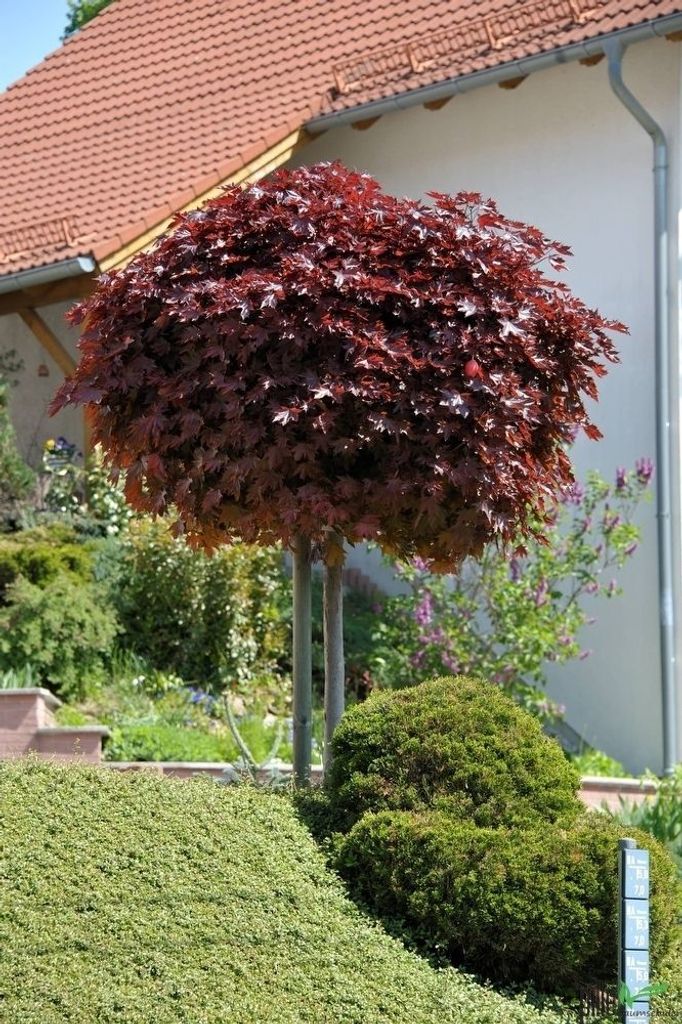 Acer platanoides Crimson Sentry Blut-Ahorn rotlaubig auf Produktbild 
