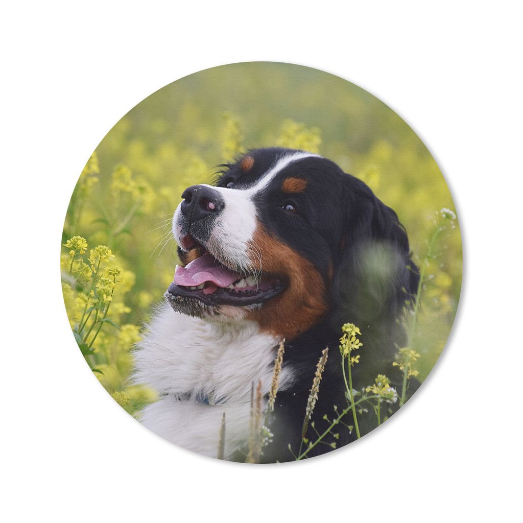 MuchoWow Mauspad Mousepad Ein Berner Sennenhund zwischen gelben Blumen 20x20 cm - Mousepads - Maus Mat - Pad - Mausunterlage - Schreibtischmatte