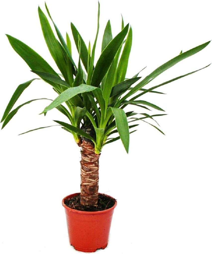 Exotenherz - Palmlilie - Yucca palme - 1 Pflanze - pflegeleicht - luftreinigend - 12cm Topf