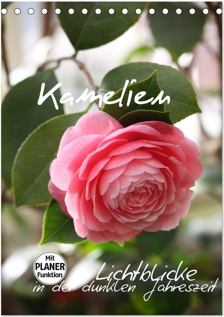 Kamelien Lichtblicke in der dunklen Jahreszeit (Tischkalender 2026 DIN A5 hoch), CALVENDO Monatskalender