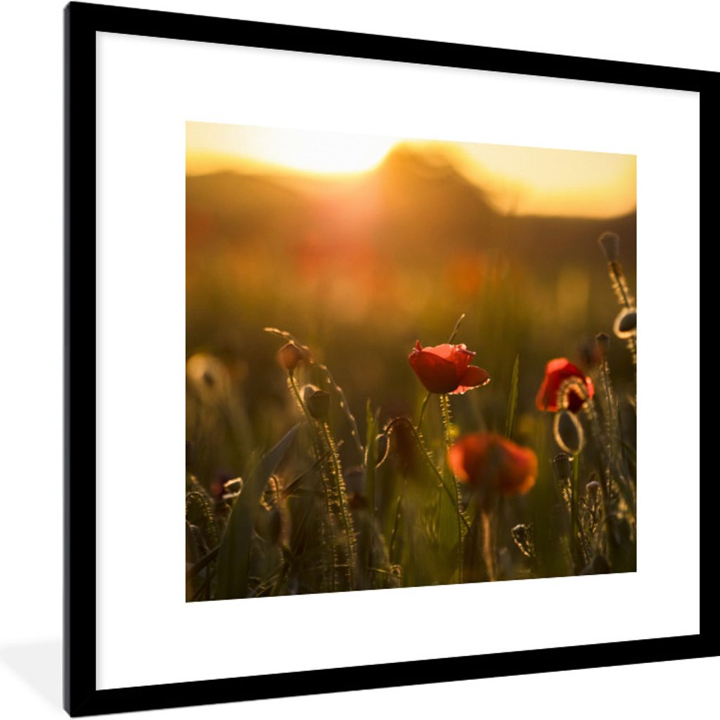 MuchoWow Gerahmtes Poster Mohn - Sonnenuntergang - Gold 40x40 cm - Poster mit Schwarzem Bilderrahmen Wandposter Rahmen Foto Bilder - Poster - Pla...