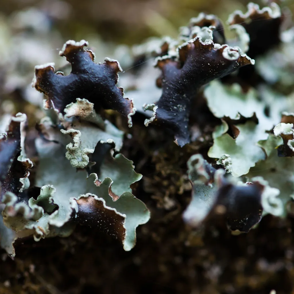 Lichen Noir 100g - Solution Naturelle pour Décor et Cuisine Authentique