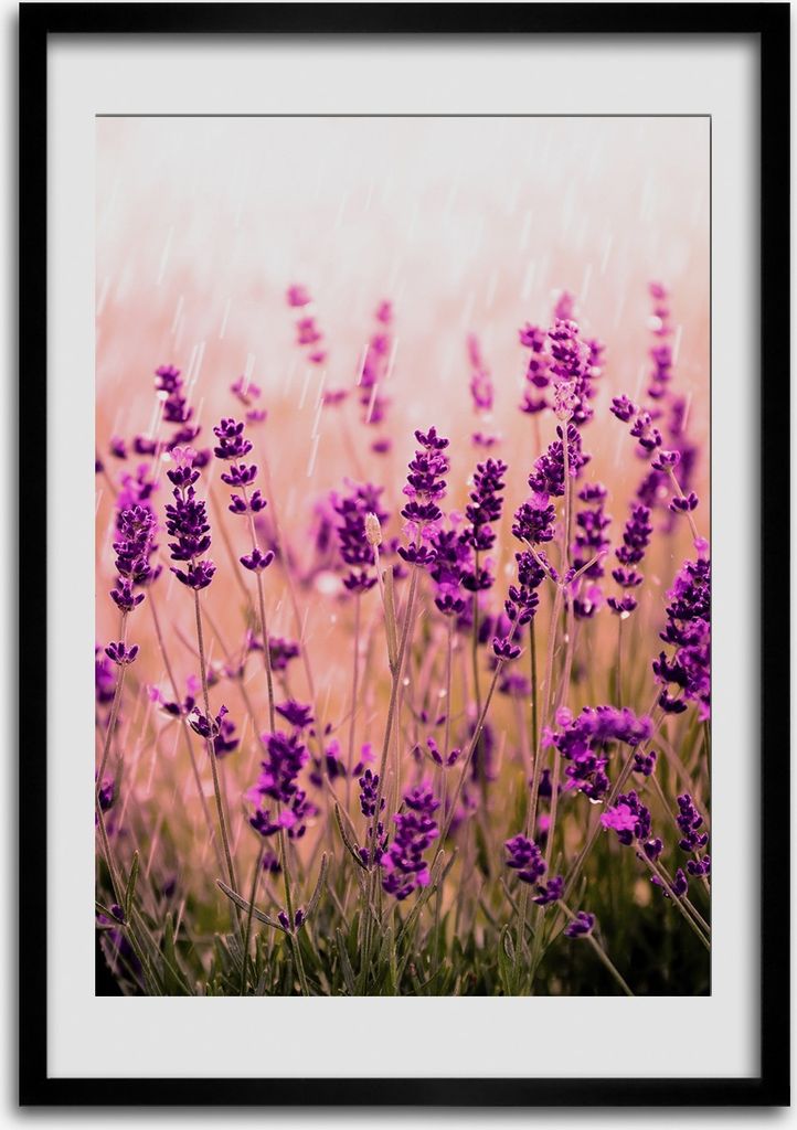 Bild - Bilderrahmen - Foto - 70 cm x 100 cm - MDF - Rahmen - Wandkunst - Lavendelfeld