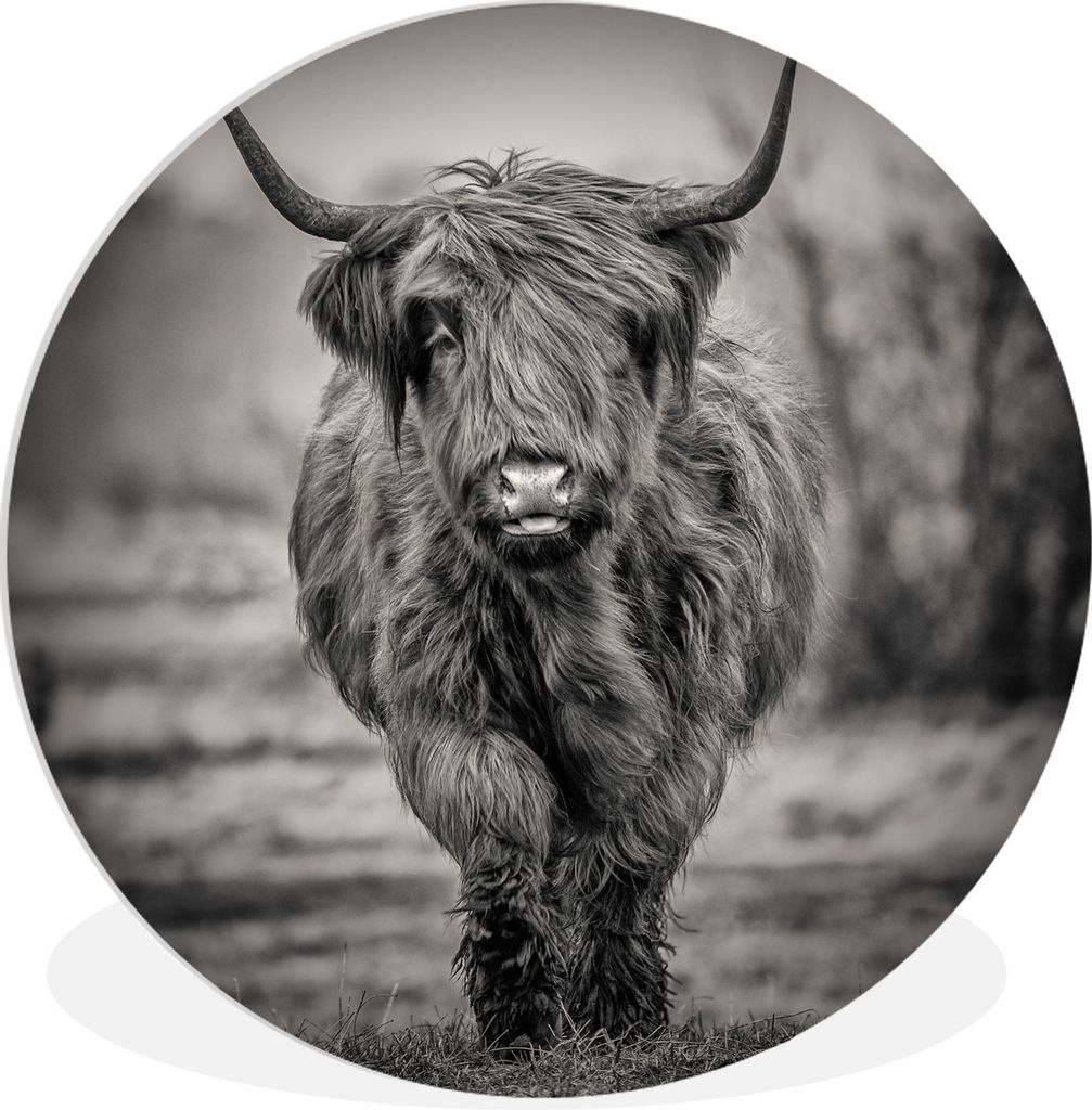 MuchoWow Rundes Wandbild - Runde Bilder Schottischer Highlander - Porträt - Schwarz und Weiß Ø 30 cm Kreis Wanddekoration Kunststoff - Wandkre...