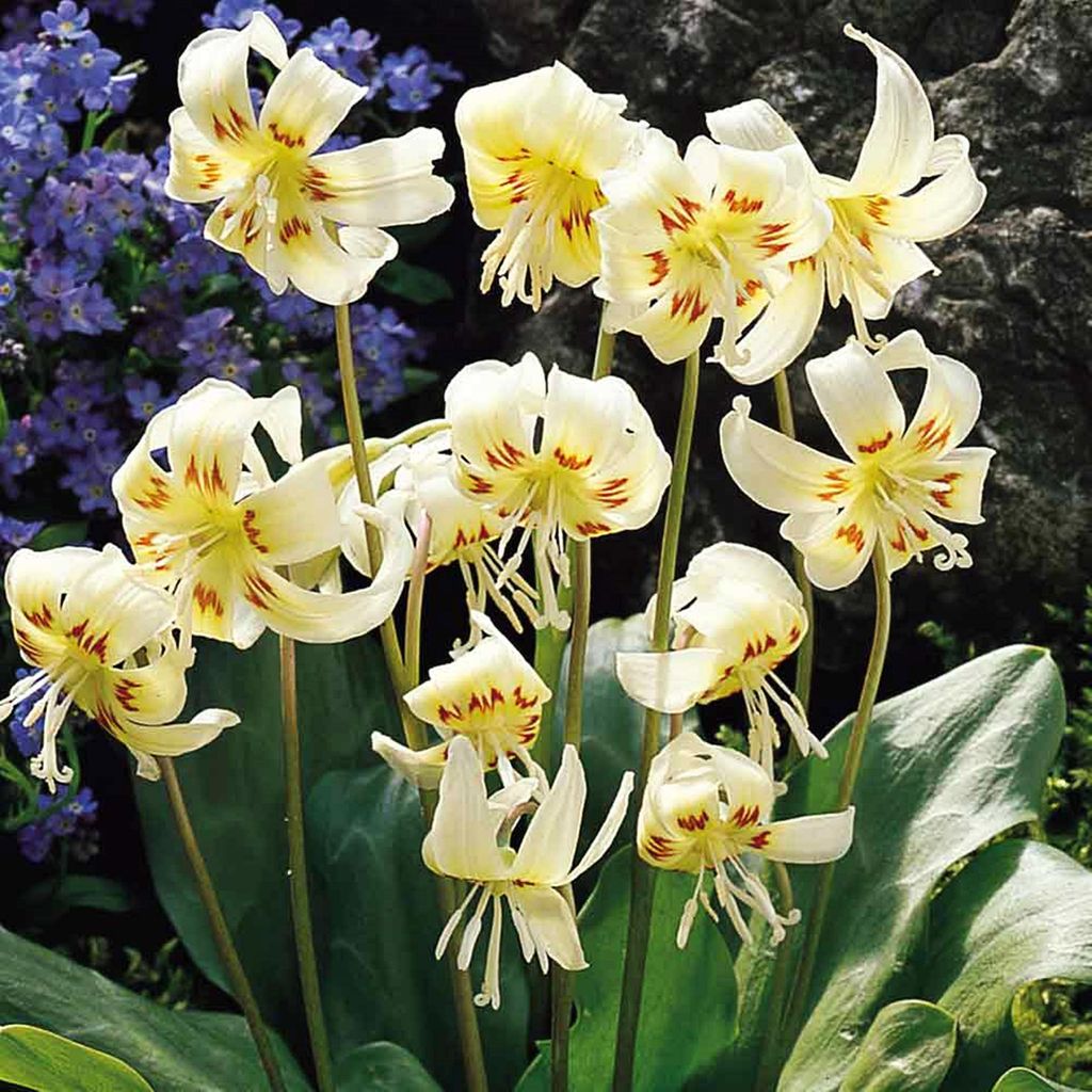Erythronium bulbo Bulbi di fiori Fiori Dogtooth White Immagine del prodotto 