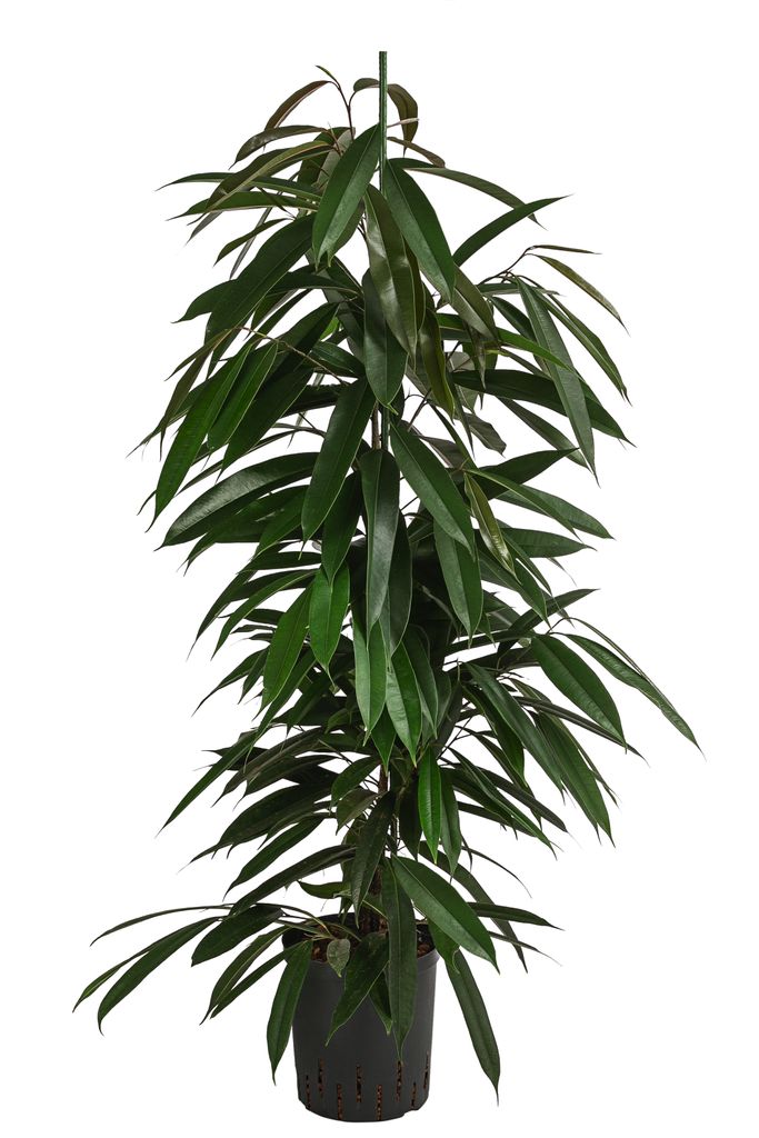 Dehner Birkenfeige, Ficus binnendijkii Amstel King, in Hydrokultur, ca. 120 cm, Ø Topf 18 cm, Zimmerpalme