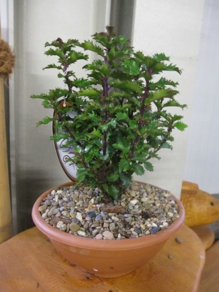 Ilex meserveae Little Rascal - Amerikanischer Ilex Kleiner Strolch 25-30