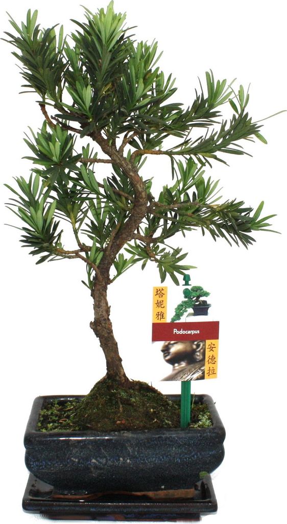 bonsai ficus kaufen Ficus microcarpa 'Ginseng' Bonsai kaufen