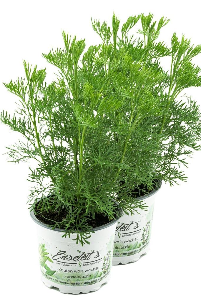 Enseleits 2er Set Cola-Strauch, Cola-Kraut im Topf, Artemisia abrotanum var. Maritima, frische Coca-Cola Pflanze direkt aus der Gärtnerei Enseleit