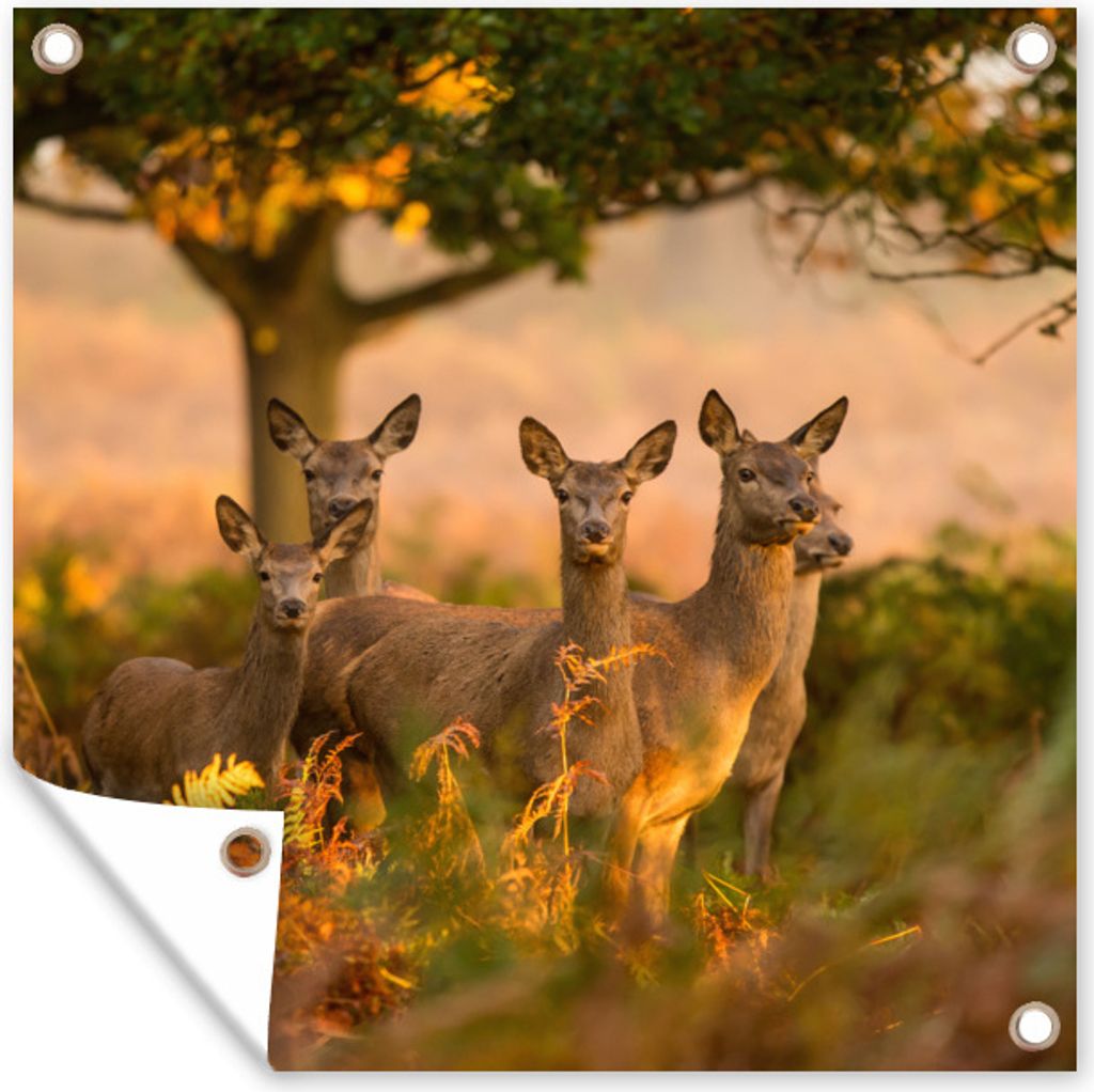 MuchoWow 50x50 cm Outdoor-Poster Gartendeko Sichtschutz Garten Poster für den Garten Waldtiere - Hirsche - Licht