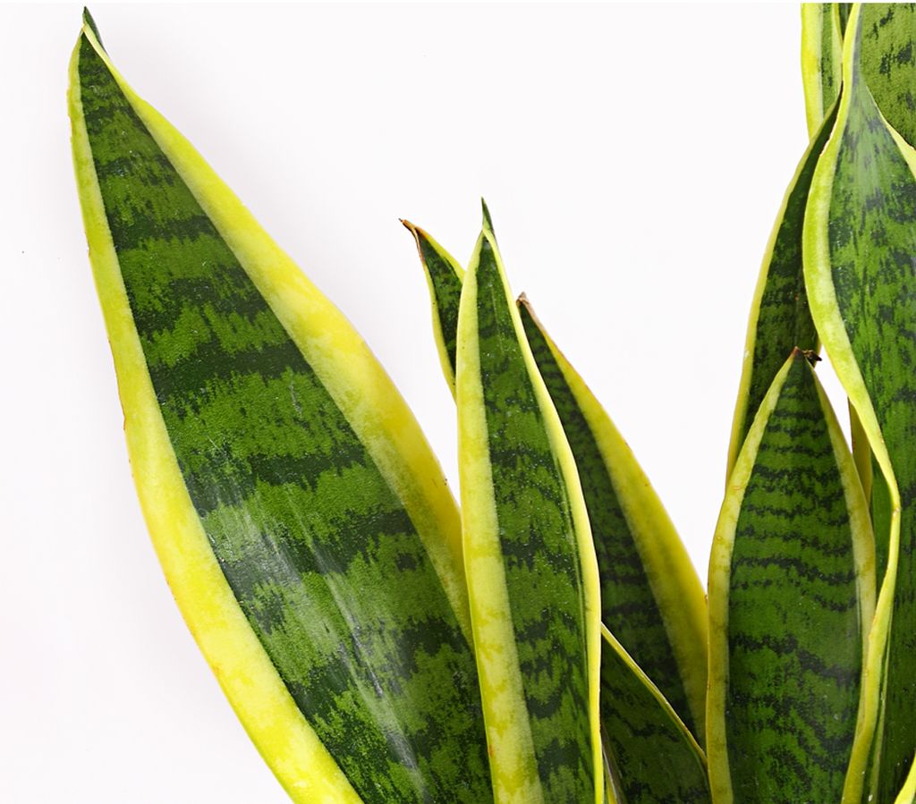 Dehner Bogenhanf Laurentii, Sansevieria trifasciata,