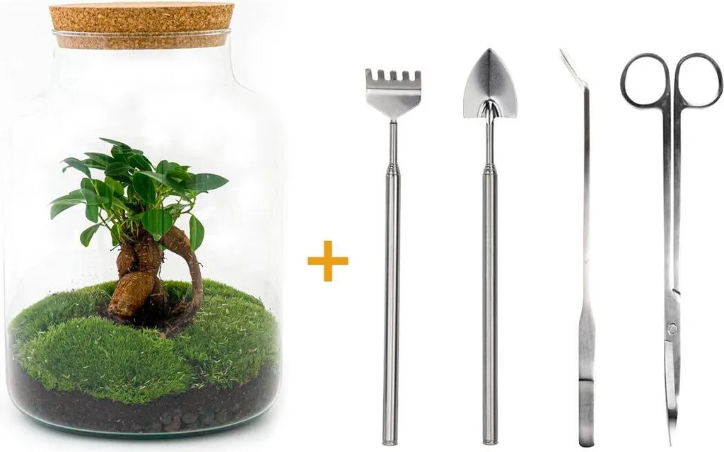 Kit Terrarium Milky avec Ficus Bonsaï et 4 Accessoires de Soin Inclus