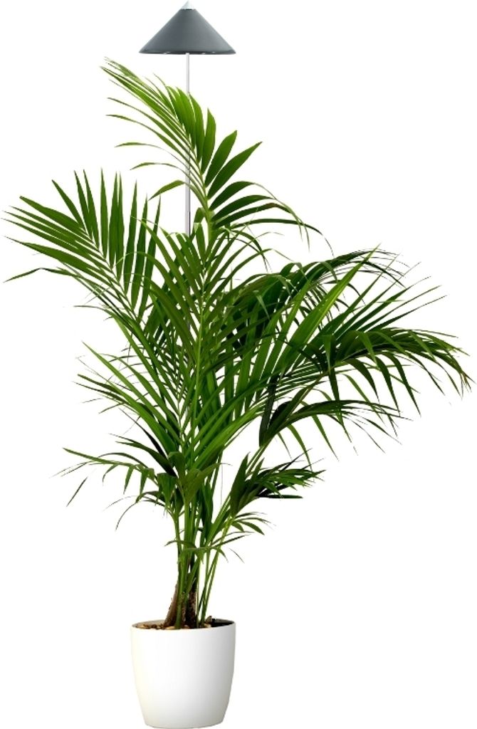 Parus by Venso SUNLiTE XL LED Vollspektrum Pflanzenlampe Grau 25W Indoor Plants Pflanzen Beleuchtung, mit ausziehbarem Teleskopstab, Parus Pflanzen...