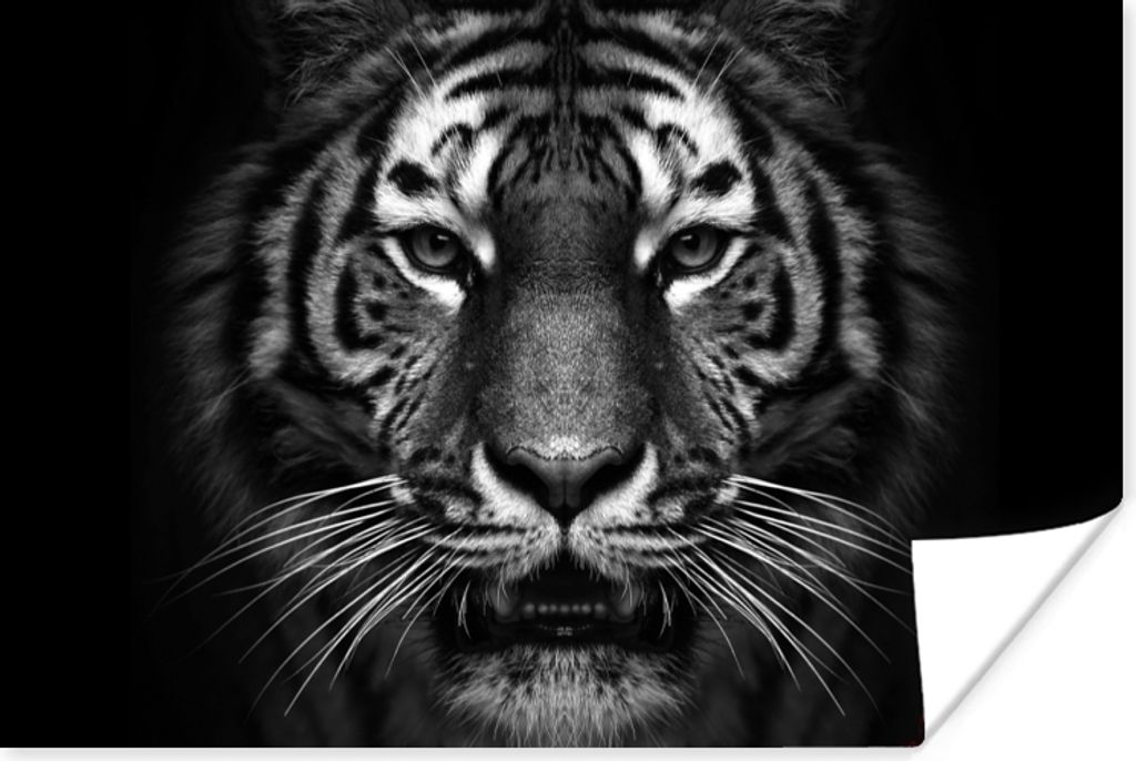 MuchoWow Poster Tiger - Tiere - Schwarz - Weiß - Porträt - Wild 60x40 cm - Schlafzimmerdekoration