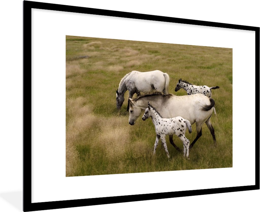 MuchoWow MuchoWow Gerahmtes Poster Pferde - Fohlen - Tiere 90x60 cm - Poster mit zchwarzem Bilderrahmen - Wanddekoration - Fotos