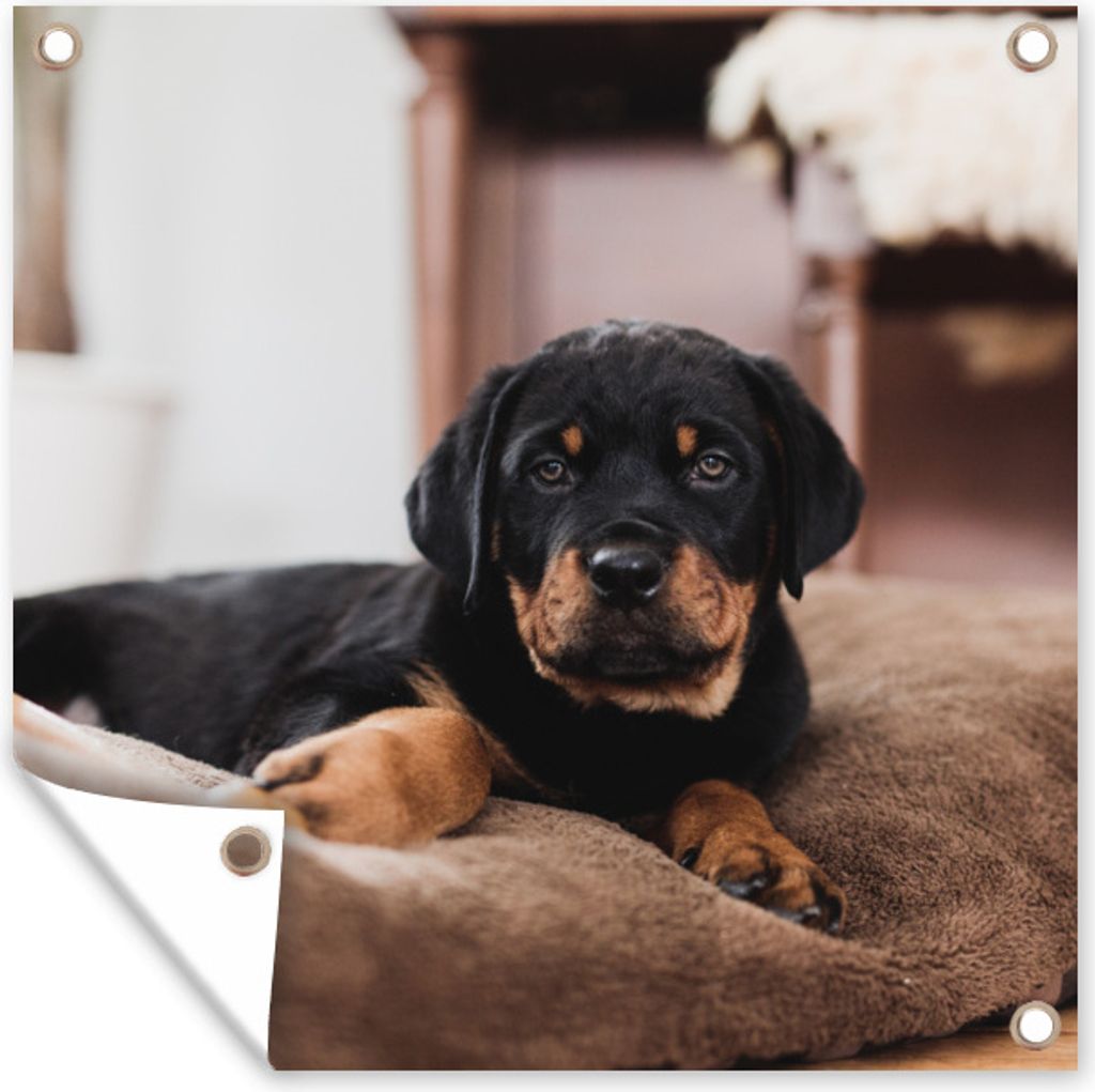 MuchoWow 50x50 cm Outdoor-Poster Gartendeko Sichtschutz Garten Poster für den Garten Rottweiler-Welpe liegt auf einem weichen Kopfkissen