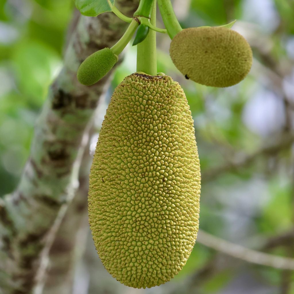 Tjampedak (Artocarpus integer)  – 1 kus Obrázek produktu 