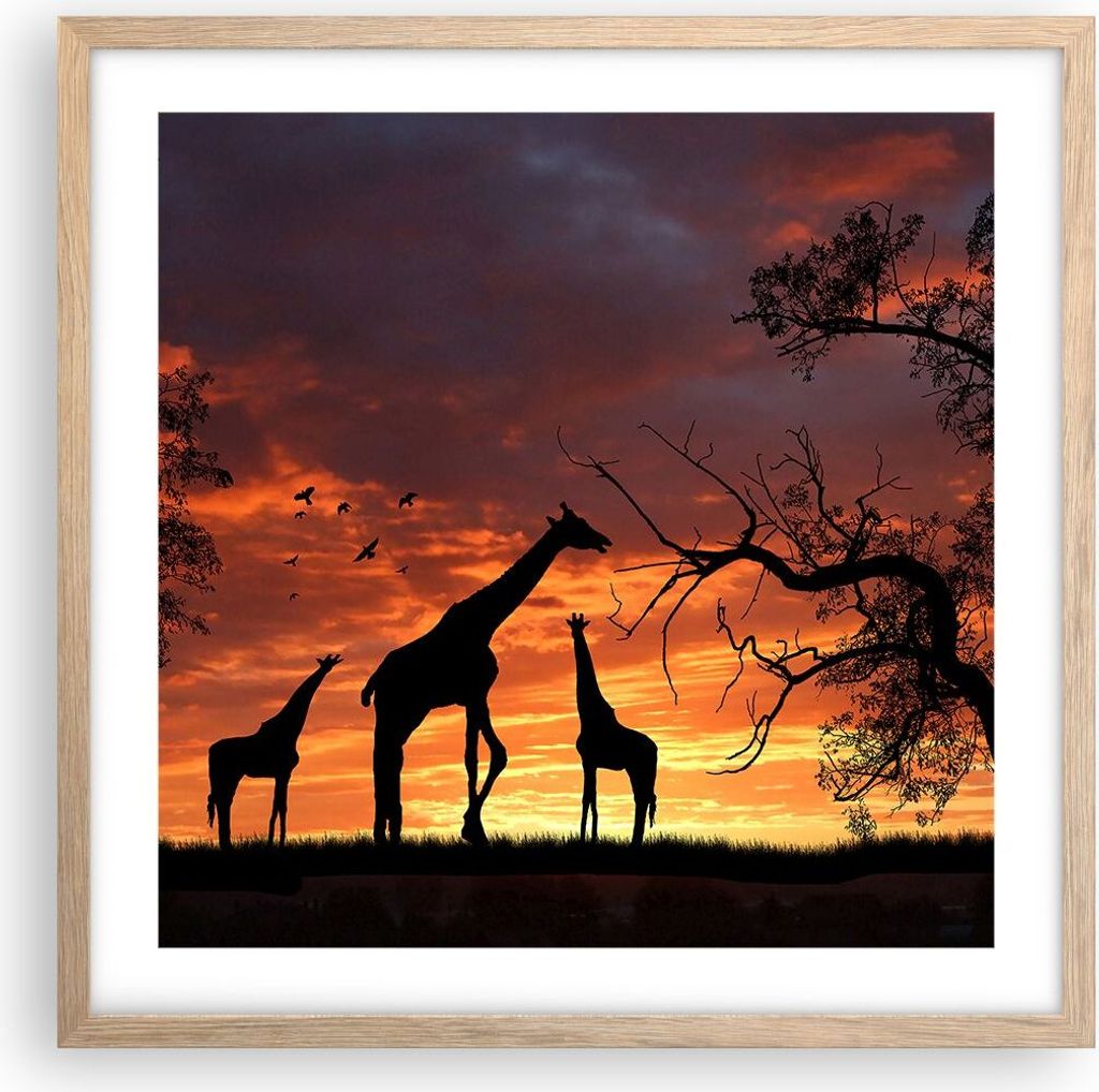 Gerahmtes Poster - Rahmen in heller Eiche - Giraffe Afrika Sonne Safari - 50x50 cm - Wand Bild - Wanddeko - Wandbilder - Wandposter - Bilderrahmen ...