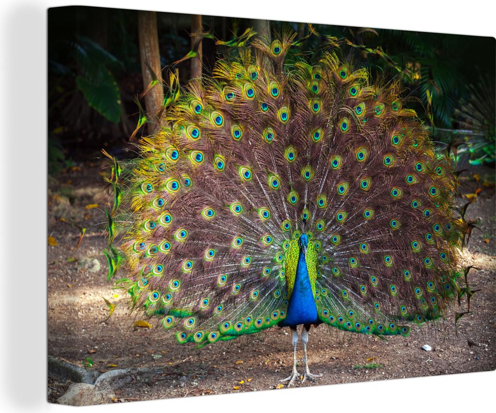OneMillionCanvasses - Leinwandbilder - 140x90 cm, Pfau - Wild - Wald, Wandbilder Kunstdruck Wanddekoration