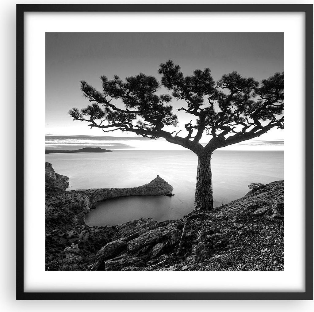 Gerahmtes Poster - Schwarzer Rahmen - Baum Schwarzweiß Ansicht - 50x50 cm - Wand Bild - Wanddeko - Wandbilder - Wandposter - Bilderrahmen - Bilder...