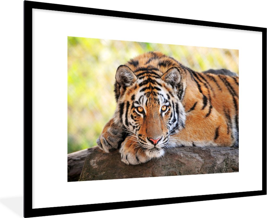 MuchoWow Gerahmtes Poster Tiger - Welpe - Rüssel 90x60 cm - Poster mit Schwarzem Bilderrahmen Wandposter Rahmen Foto Bilder - Wanddekoration - F...