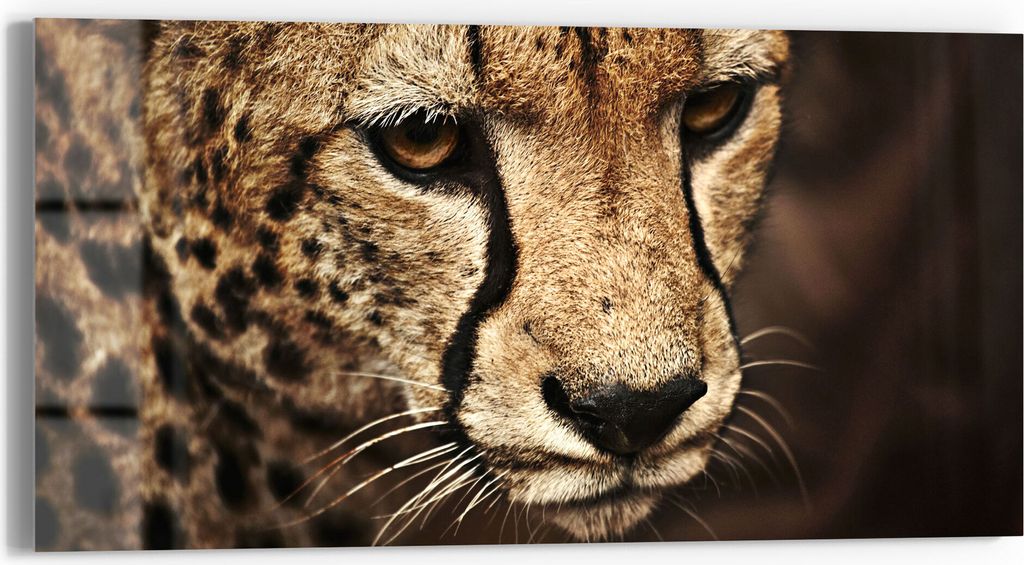 DEQORI Glasbild Echtglas 60x30 cm 'Wunderschöner Gepard' Wandbild Bild modern Deko