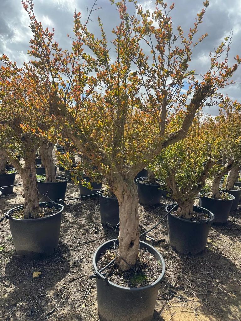 Several potted trees are lined up outdoors under a cloudy sky.