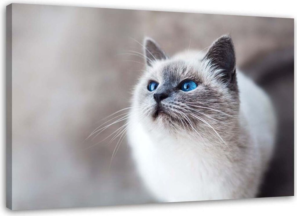 Leinwandbild sibirische katze 90x60 cm Feeby grau wandbild bereit zum aufhängen