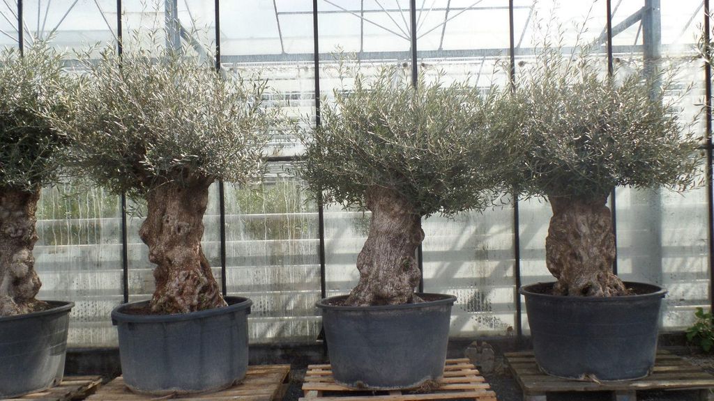 uriger, alter Olivenbaum, knorrige Olive 100 Jahre, Produktbild 
