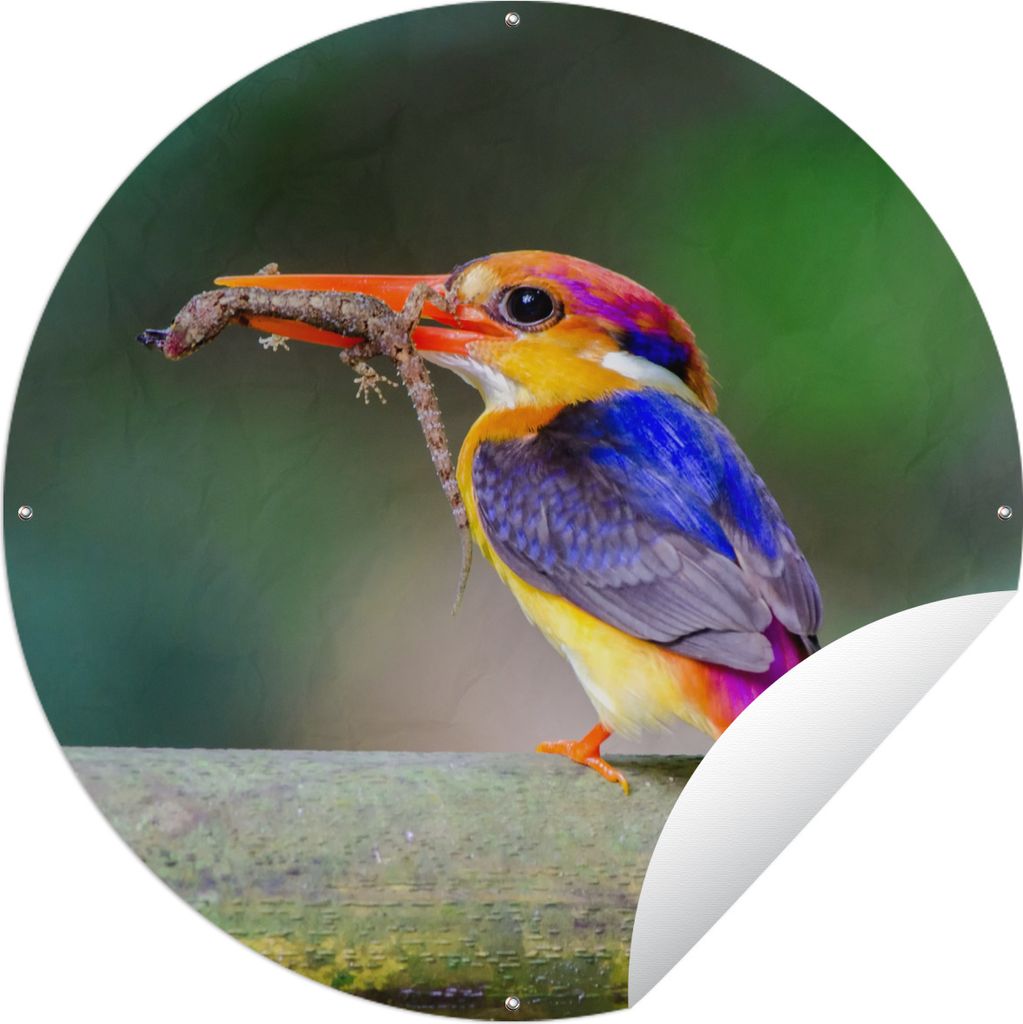 MuchoWow Gartenposter Outdoor-Poster Rund Eisvogel - Salamander - Zweig Ø 150 cm Gartendeko Rundes Poster draußen