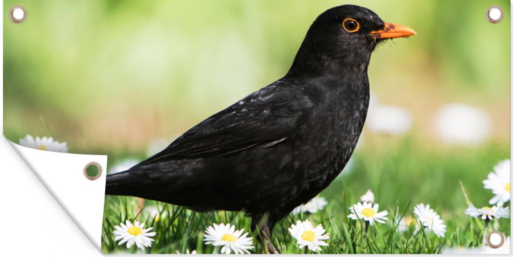 MuchoWow 80x40 cm Outdoor-Poster Gartendeko Sichtschutz Garten Poster für den Garten Vogel - Amsel - Blumen