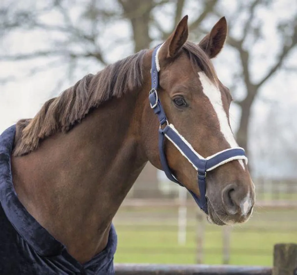 Licol Sensisoft navy QHP taille poney avec doublure douce intégrée