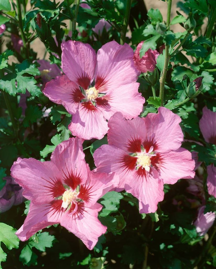 Hibiscus syriacus 'Walberton's Rose Moon', Roseneibisch, 40–50 cm