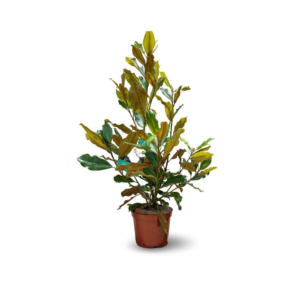 Magnolia grandiflora - arbuste persistant - plante de haie Image du produit 
