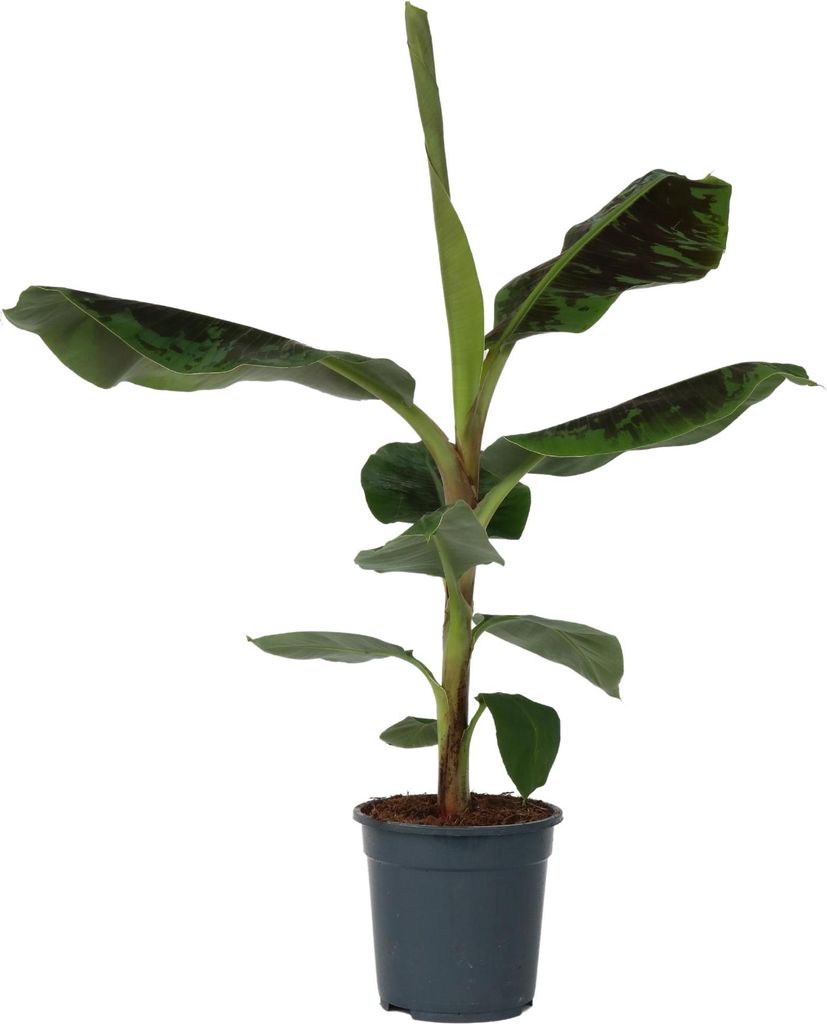 Bananaier nain - Musa 'Dwarf Cavendish' - Hauteur 90-100cm Image du produit 
