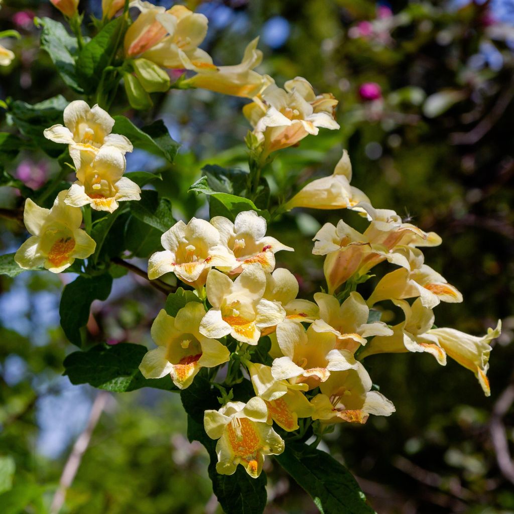 Weigela middendorffiana 2L Immagine del prodotto 