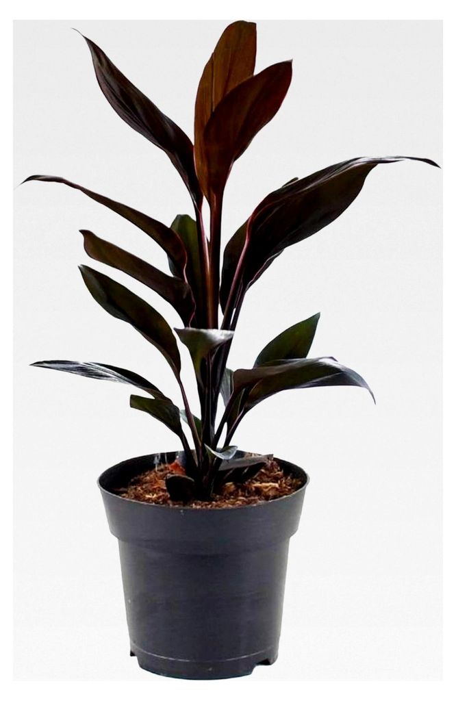Cordyline Tango Keulenlilie für Zuhause oder das Büro (30-40 cm mit Topf)