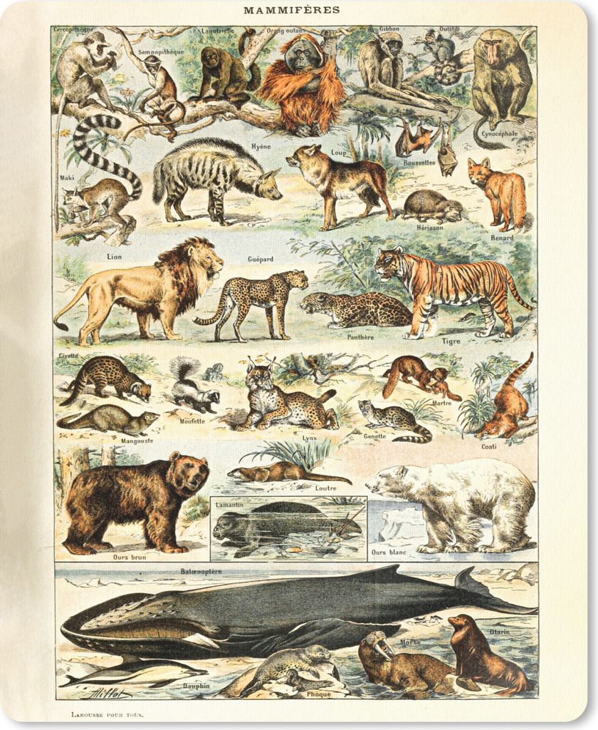 MuchoWow® Mauspad Mousepad Tiere - Vintage - Adolphe Millot Produktbild 