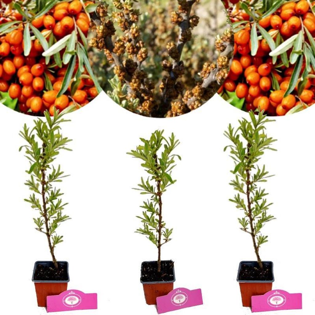 Set di 3 arbusti di olivello spinoso (Hippophae rhamnoides) Immagine del prodotto 