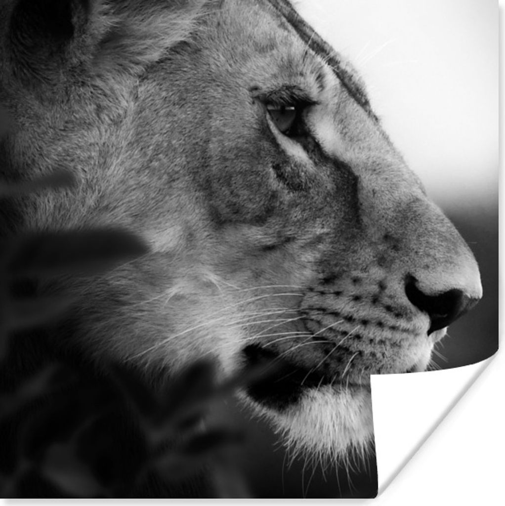 MuchoWow Poster Löwe - Wilde Tiere - Dschungel - Schwarz - Weiß 100x100 cm - Babyzimmer