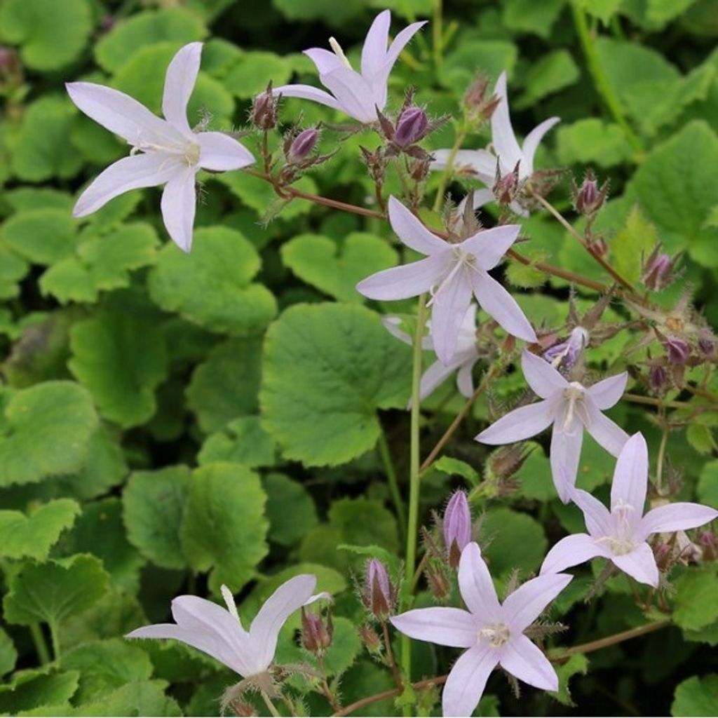 6 x Hängepolster Glockenblume - Campanula poscharskyana 'Lisduggan' | Topf 9cm x 9cm