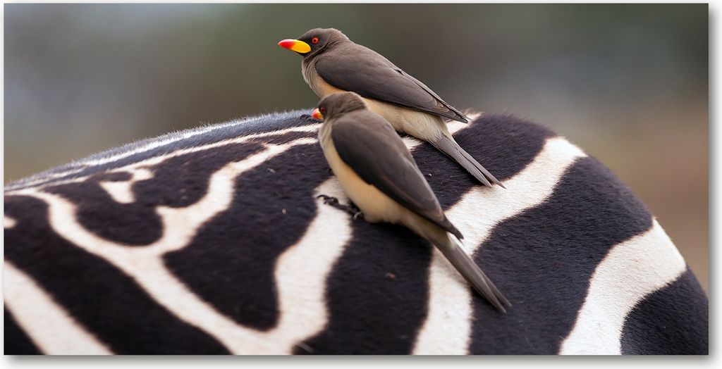 Tulup Leinwandbild - 120x60 cm - Wandkunst - Drucke auf Leinwand - Leinwanddruck - Tiere - Grau - Vögel und Zebra
