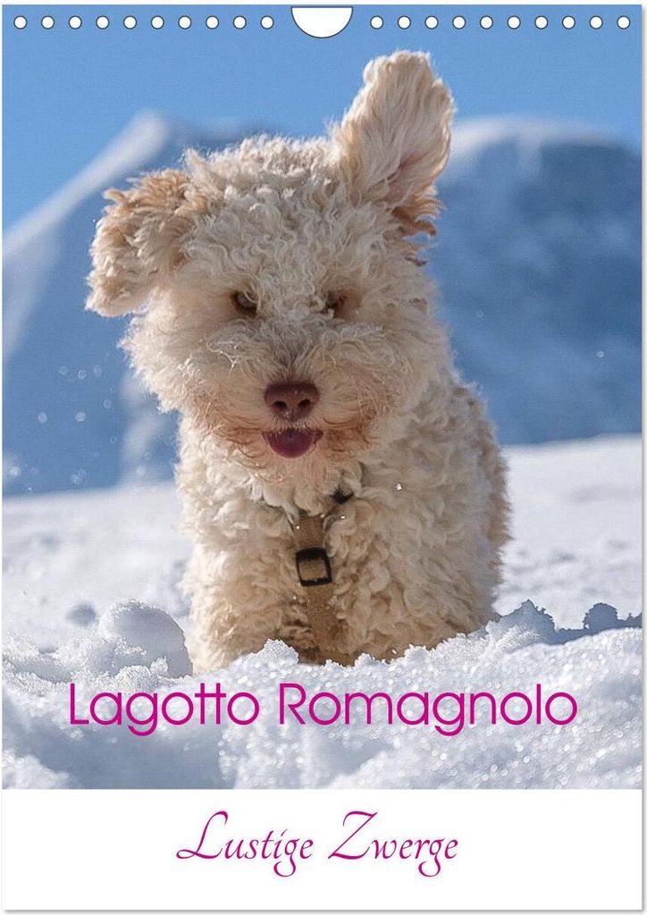 Lagotto Romagnolo - Lustige Zwerge (Wandkalender 2026 DIN A4 hoch), CALVENDO Monatskalender