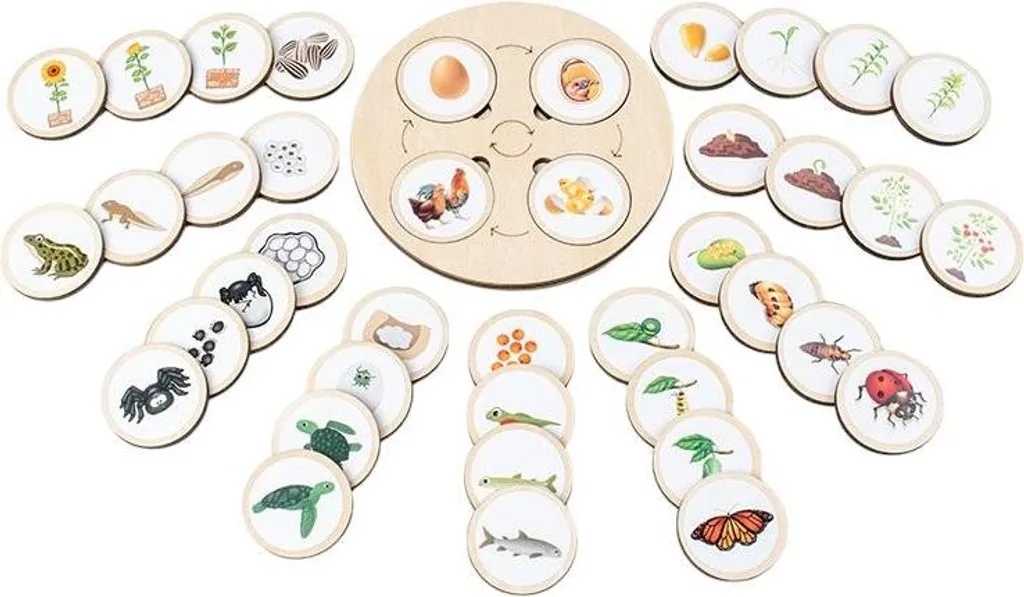 Jeu des Phases de Développement Végétal et Animal en Bois de Hêtre