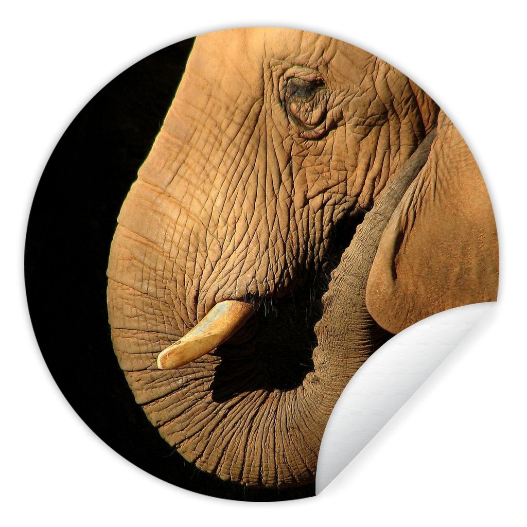 MuchoWow Runde Wandtattoo - Wandsticker Tapete Aufkleber Elefant - Tiere - Nahaufnahme - Schwarz Ø 30 cm Selbstklebend und Repositionierbar - Wa...