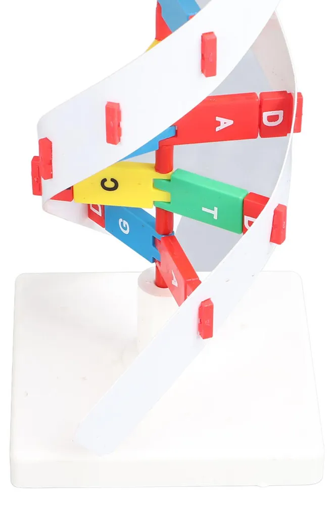 Maquette ADN Colorée 33cm - Structure en Double Hélice Haute Précision - 15