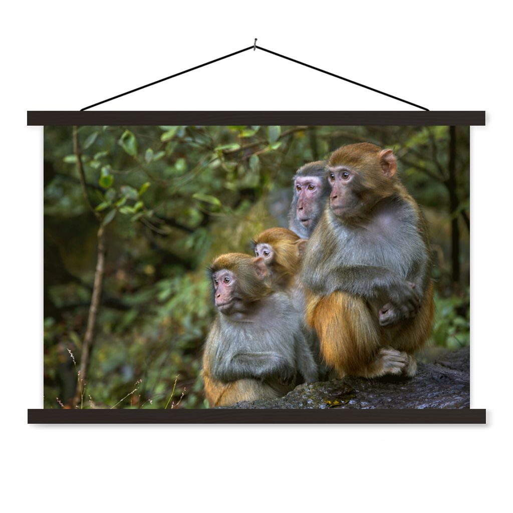 MuchoWow Textilposter Affen - Steine - Wald 90x60 cm mit schwarzem Rahmen - Aufhängungssatz